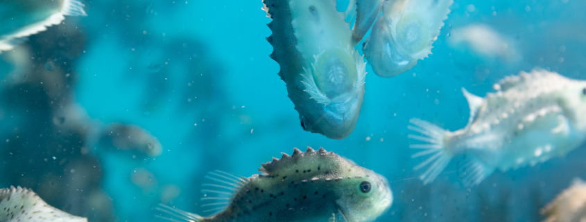 Lumpfish at the Centre for Sustainable Aquatic Research